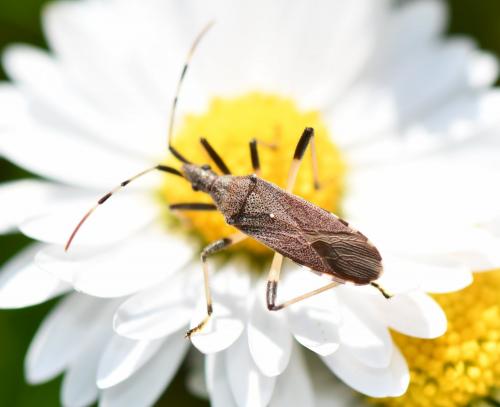 Dicranocephalus albipes